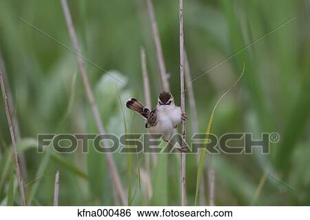 Bush Warbler View Large Photo Image Stock Photograph - Bush Warbler. Fotosearch