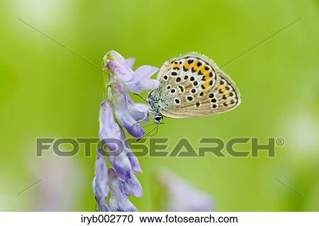 Butterfly on flower View Large Photo Image Stock Image - Butterfly on flower. Fotosearch