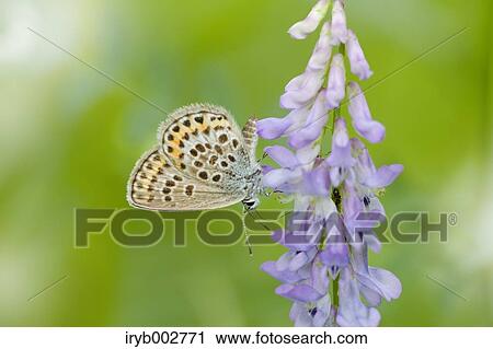 Butterfly on flower View Large Photo Image Stock Image - Butterfly on flower. Fotosearch