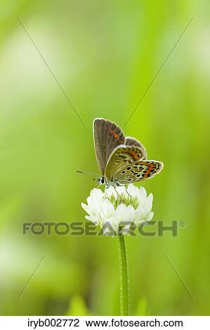 Butterfly on flower View Large Photo Image Stock Image - Butterfly on flower. Fotosearch