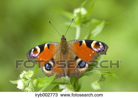 Butterfly on flower View Large Photo Image Stock Image - Butterfly on flower. Fotosearch