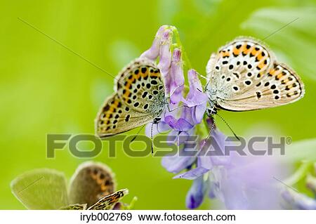 Butterfly on flower View Large Photo Image Stock Photo - Butterfly on flower. Fotosearch