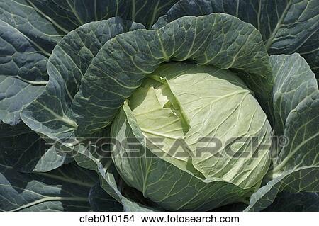Picture - Cabbage. Fotosearch