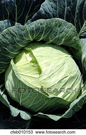 Cabbage View Large Photo Image Stock Image - Cabbage. Fotosearch