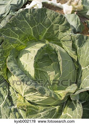 Cabbage View Large Photo Image Stock Photo - Cabbage. Fotosearch