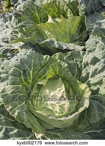 Stock Photo - Cabbage. Fotosearch