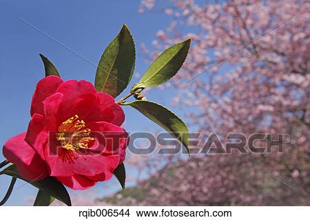 Picture - Camellia. Fotosearch