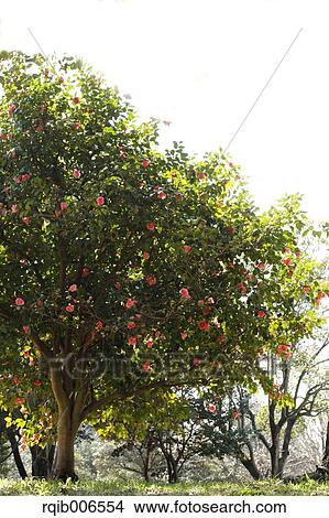 Camellia View Large Photo Image Picture - Camellia. Fotosearch