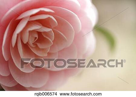 Camellia View Large Photo Image Picture - Camellia. Fotosearch