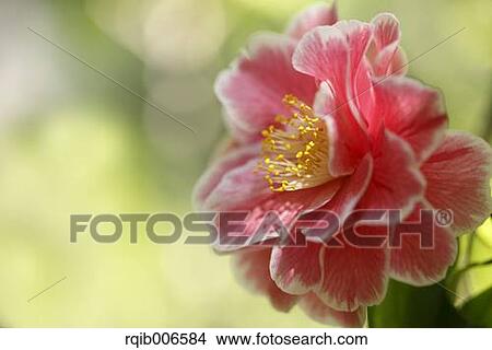 Picture - Camellia. Fotosearch