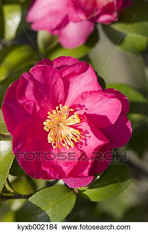 Camellia Sasanqua View Large Photo Image Picture - Camellia Sasanqua. Fotosearch