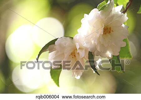 Camellia Sasanqua View Large Photo Image Picture - Camellia Sasanqua. Fotosearch