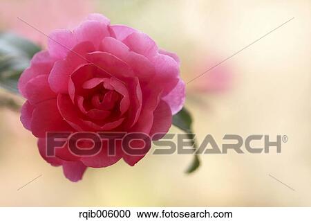Stock Image - Camellia Sasanqua. Fotosearch