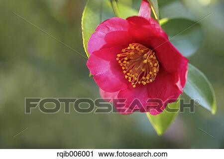 Stock Image - Camellia Sasanqua. Fotosearch
