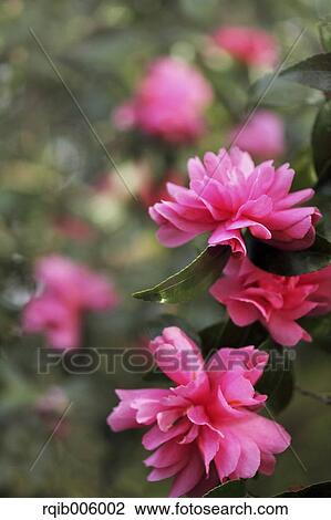Camellia Sasanqua View Large Photo Image Stock Image - Camellia Sasanqua. Fotosearch