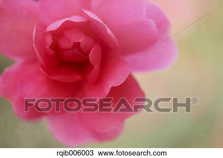 Camellia Sasanqua View Large Photo Image Stock Image - Camellia Sasanqua. Fotosearch