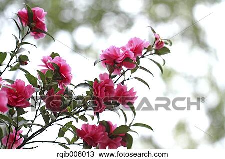 Camellia Sasanqua View Large Photo Image Stock Image - Camellia Sasanqua. Fotosearch