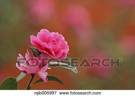 Camellia Sasanqua View Large Photo Image Stock Photo - Camellia Sasanqua. Fotosearch
