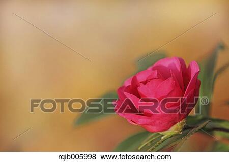 Camellia Sasanqua View Large Photo Image Stock Photo - Camellia Sasanqua. Fotosearch