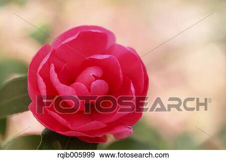 Camellia Sasanqua View Large Photo Image Stock Photo - Camellia Sasanqua. Fotosearch