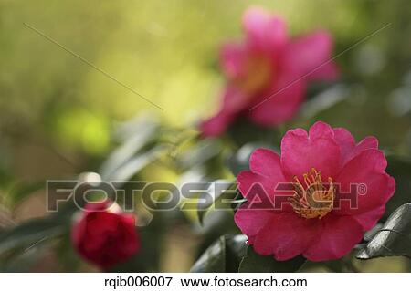 Camellia Sasanqua View Large Photo Image Stock Photo - Camellia Sasanqua. Fotosearch
