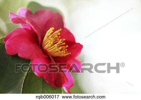 Camellia Sasanqua View Large Photo Image Stock Photo - Camellia Sasanqua. Fotosearch