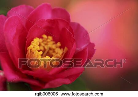 Camellia Sasanqua View Large Photo Image Stock Photograph - Camellia Sasanqua. Fotosearch