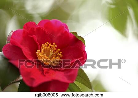 Camellia Sasanqua View Large Photo Image Stock Photography - Camellia Sasanqua. Fotosearch