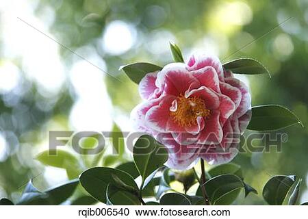 Camellia View Large Photo Image Stock Image - Camellia. Fotosearch