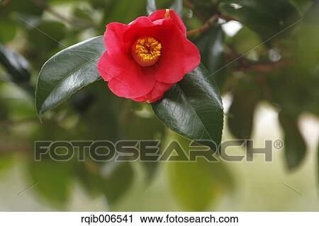 Camellia View Large Photo Image Stock Image - Camellia. Fotosearch