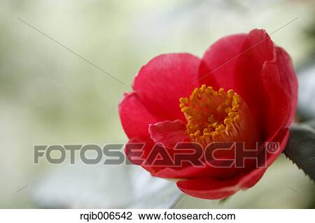 Stock Image - Camellia. Fotosearch