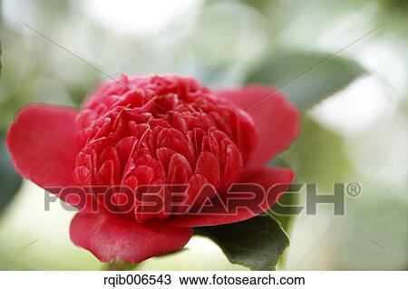 Camellia View Large Photo Image Stock Image - Camellia. Fotosearch