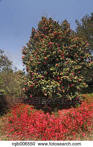 Camellia View Large Photo Image Stock Image - Camellia. Fotosearch
