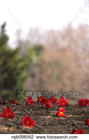 Stock Image - Camellia. Fotosearch