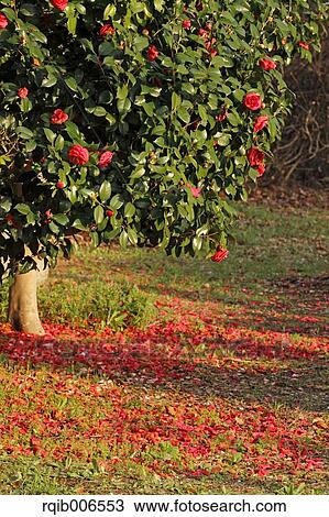 Camellia View Large Photo Image Stock Image - Camellia. Fotosearch