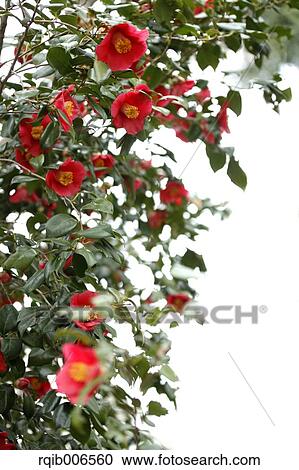 Stock Image - Camellia. Fotosearch