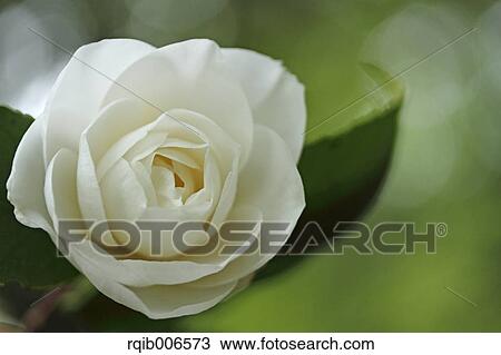 Stock Image - Camellia. Fotosearch