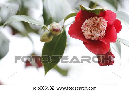 Stock Image - Camellia. Fotosearch