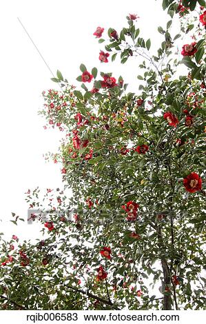 Stock Image - Camellia. Fotosearch