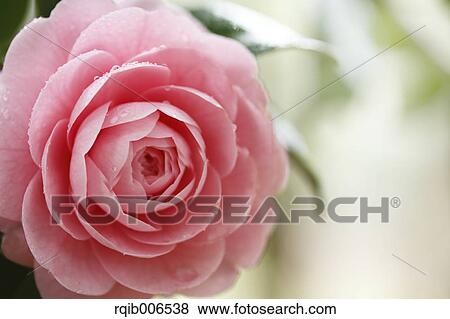 Camellia View Large Photo Image Stock Photo - Camellia. Fotosearch