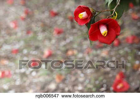 Camellia View Large Photo Image Stock Photo - Camellia. Fotosearch