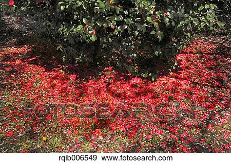 Stock Photo - Camellia. Fotosearch