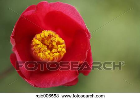 Camellia View Large Photo Image Stock Photo - Camellia. Fotosearch