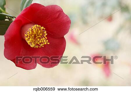 Camellia View Large Photo Image Stock Photo - Camellia. Fotosearch