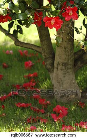 Stock Photo - Camellia. Fotosearch