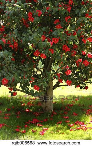 Stock Photo - Camellia. Fotosearch