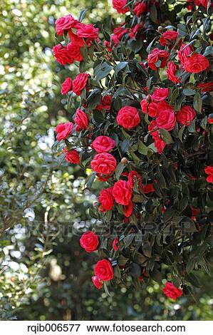Stock Photo - Camellia. Fotosearch