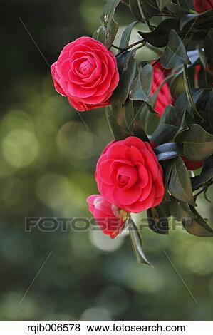 Camellia View Large Photo Image Stock Photo - Camellia. Fotosearch