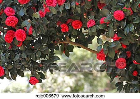 Stock Photo - Camellia. Fotosearch