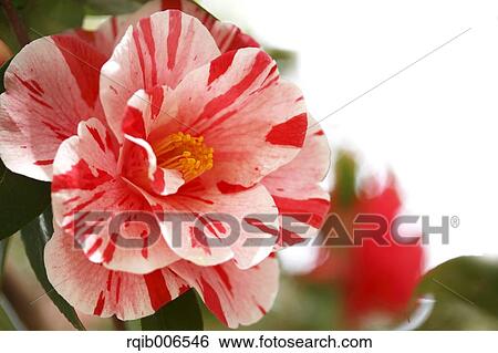 Stock Photograph - Camellia. Fotosearch